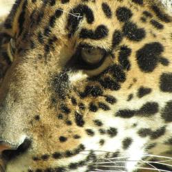 Zoo De La Palmyre