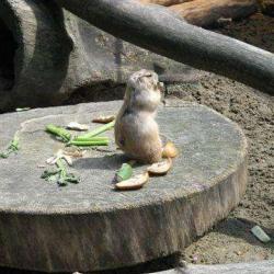 Zoo De Lille