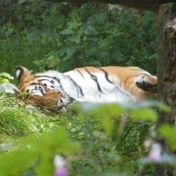 Zoo De Pont Scorff