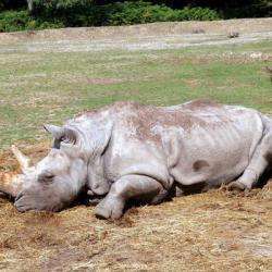 Zoo De Thoiry