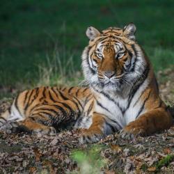 Zoo Du Bois D'attilly