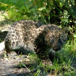 Zoo De Thoiry