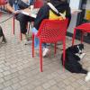 sociations chien en ville et marche en laisse