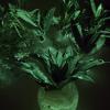 Plante phosphorescente AQUAPHUTON, brille dans le noir sans lampe spéciale