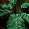Plante phosphorescente AQUAPHUTON, brille dans le noir sans lampe spéciale