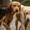 Vente de produits alimentaires pour les animaux (chiens) à Diors près de Châteauroux (36)