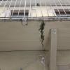 Problème de structure d'un balcon