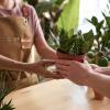 Vente de plantes vertes L'Isle en Dodon (31)