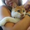 Je communique avec les animaux, à distance sur photos, qu'ils soient vivants ou décédés. Pour recueillir leur messages, ou répondre aux questions de leur humains.