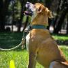 Dog Side - Éducateur et comportementaliste canin - Troyes - Education canine