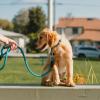Dog Side - Éducateur et comportementaliste canin - Troyes - Education du chiot