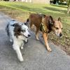 Dog Side - Éducateur et comportementaliste canin - Troyes - Balades éducatives