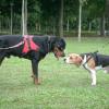 Dog Side - Éducateur et comportementaliste canin - Troyes - socialisation