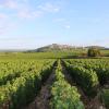 Vignes du domaine Thomas et Fils à Sury en Vaux, tout près de Sancerre (18)
