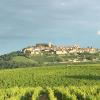 Vignobles de Sauvignon et de Pinot Noir avec vue sur la colline de Sancerre