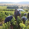 Récolte manuelle du raison au domaine Thomas et Fils à Sury en Vaux, tout près de Sancerre (18)