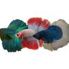Bettas de selection