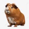 Cochons d'Inde