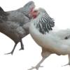 Poules pondeuses