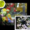 Fleurs, bouquets, couronne, gerbe de deuil à Toulouse (31)