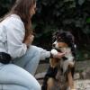 Éducateur canin travaillant le rappel avec un chien