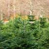 Pépinière de sapins de Noël à Dienné (86)
