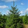Choix de sapins de Noël sur pied, tailel et emballage inclus sur place à Dienné (86)