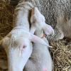 Brebis et son agnelle à la Ferme du Bois Soleil à Sèvres-Anxaumont (86)