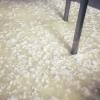 Ecaillage du lait sur place à la ferme Du Bois Soleil pour la fabrication de fromages au lait de brebis à Sèvres-Anxaumont (86)