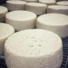 Affinage de tommes au lait de brebis, à la ferme Du Bois Soleil pour la fabrication de fromages au lait de brebis à Sèvres-Anxaumont (86)