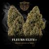 Sélection de fleurs CBD HEXAWEED à Hyères