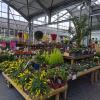 Plantes d'extérieur