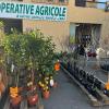 Arbustes et agrumes en pot avec poteries de notre jardinerie chez SOPAVAR à Six-Fours et Sanary près de Toulon dans le Var
