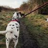 Ker Dog – Éducateur comportementaliste canin à Saint-Broladre près de Saint-Malo