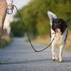 Ker Dog – Éducateur comportementaliste canin à Saint-Broladre près de Saint-Malo