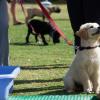 Ker Dog – Éducateur comportementaliste canin à Saint-Broladre près de Saint-Malo