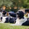 Ker Dog – Éducateur comportementaliste canin à Saint-Broladre près de Saint-Malo