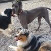 Garde de chien en famille sans box dans le Doubs