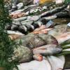 Grand choix de poissons provenant de pêches françaises sauvages et d'élevages éco-responsables à Neuilly sur Seine : Bar, Cabillaud, Daurade, Lotte, Merlan, Pagre, Rouget, Saint-Jacques, Saumon, Sole, Thon rouge, Turbot