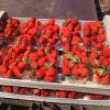 Fruits de saison pour préparer les gâteaux et pâtisseries à la Pâtisserie Les Gourmandises de Gy à Gy en Sologne (41)
