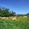 Nos vaches nantaises au milieu d'une prairie fleurie