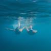 Excursion Snorkeling en Guadeloupe - Les Heures Saines