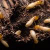 Diagnostic Termites