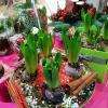 Crédit photo : page facebook, A Fleurs De Pot