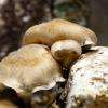 Shiitake bio - A la Carrière du Bienheureux 