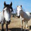 Les chevaux