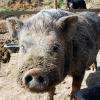 Les cochons