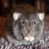 rat