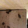 Eradication de toutes infestation de cafards, particuliers, professionnels.
