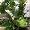 De jolies plantes qui feront leur effet, pas besoin d'avoir la main verte!